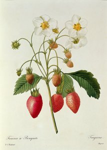 Fragaria (mansikka), kaiverrettu Chapuis, kirjasta "Kauneimpien kukkien valinta", 1827-33